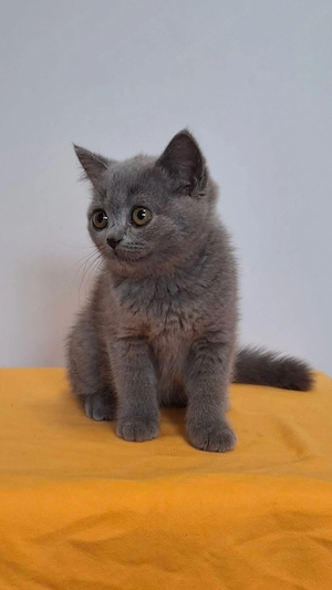 British shorthair puiuti