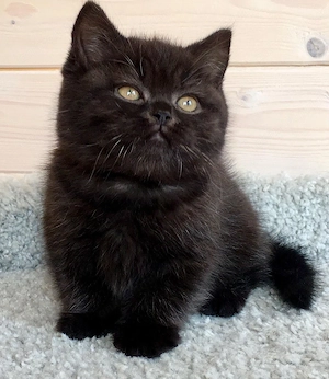 British shorthair black - imagine 2