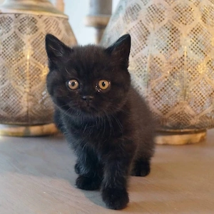 British shorthair black