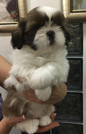Bichon Havanez talie mică  - imagine 3