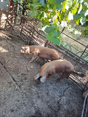 Suldei duroc frumoși 