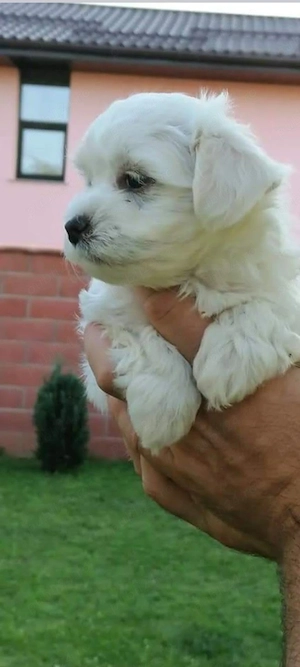 Bichonică maltez