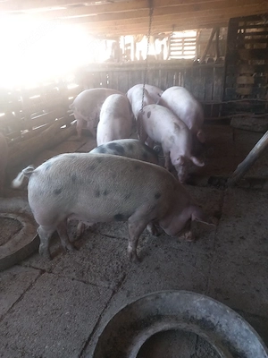 porci pentru craciun