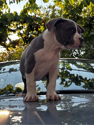 American bully XL Mascul cu pedigree - imagine 4