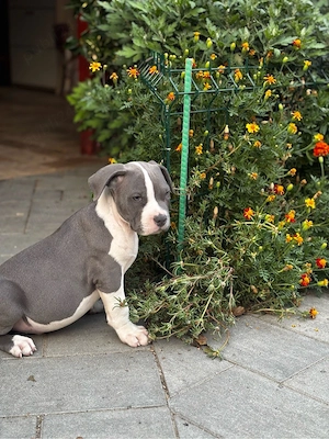American bully XL Mascul cu pedigree - imagine 5