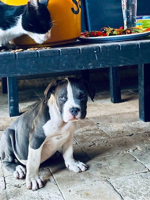 American bully XL Mascul cu pedigree - imagine 3