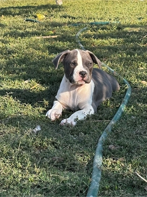 American bully XL Mascul cu pedigree