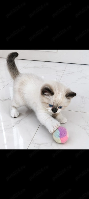 Pisoi din rasa Ragdoll