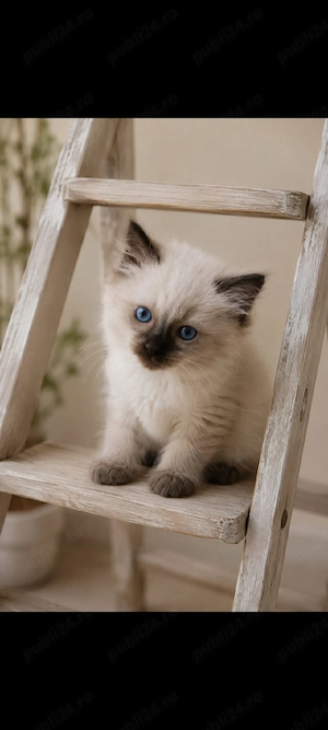 Pisoi din rasa Ragdoll - imagine 2