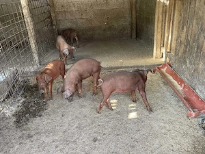 Purcei duroc 3 femele si 1 mascul - imagine 3