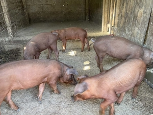 Purcei duroc 3 femele si 1 mascul - imagine 2