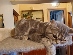 Femela british short hair tabby  - imagine 2