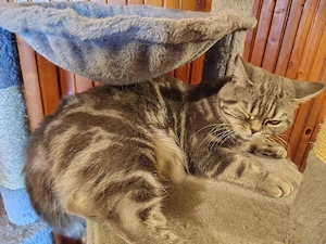 Femela british short hair tabby  - imagine 4