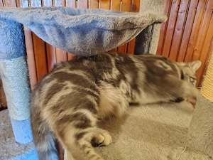 Femela british short hair tabby  - imagine 3