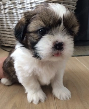 Bichon Havanez frumoși  - imagine 3