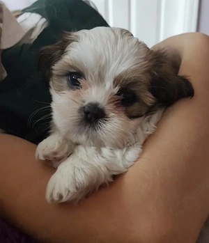 Bichon Havanez frumoși  - imagine 2