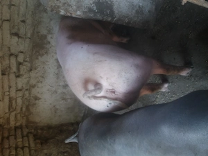 Porc  150kg  disponibil  - imagine 2