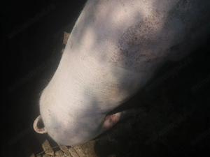 Porc  150kg  disponibil 