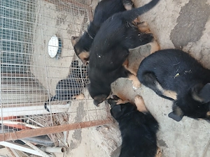 Cauta casa noua localitatea mineri jud tulcea