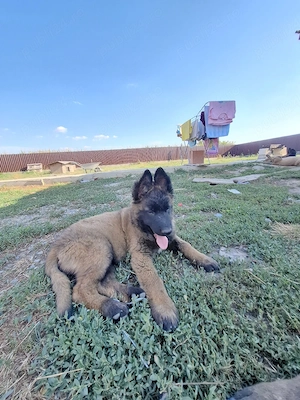 Pui Malinois  - imagine 3