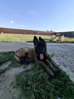Pui Malinois  - imagine 2
