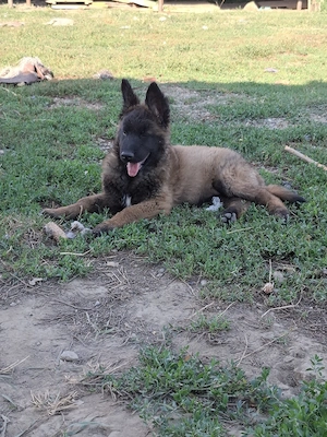 Pui Malinois  - imagine 4