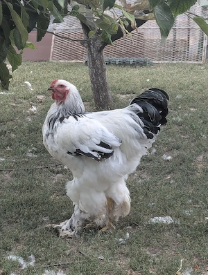 Cocos Brahma Herminat Deschis
