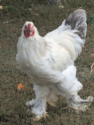 Cocos Brahma Herminat Deschis - imagine 2