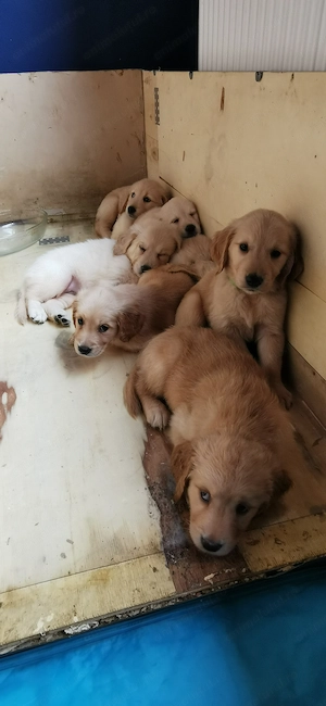 Puii Golden retriever  - imagine 4