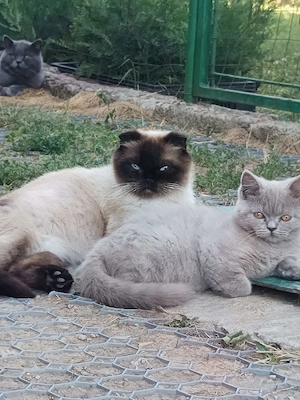 2 băieți de brithis ,vaccinați cu schema completă 