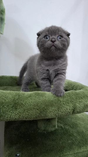 Pisic Scottish Fold 2 luni 