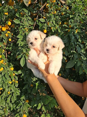 bichon maltez fetițe