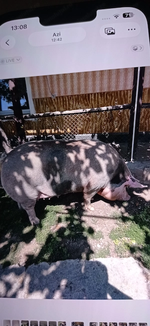 Vând porc între 270-300 kg rasă de carne 