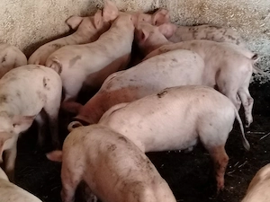 Soldani de carne