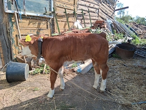 Vitea baltata de 3-4 saptamani