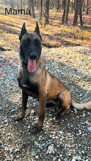 Ciobănesc Belgian Malinois - imagine 4
