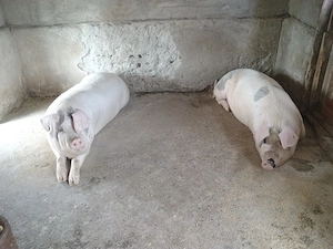 Vând porci între 150 -200 kg