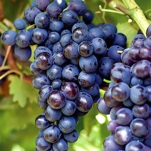 Struguri de masa si de vin de vanzare