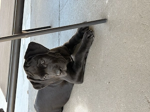 Pui cane corso disponibili - imagine 3