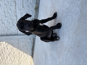 Pui cane corso disponibili