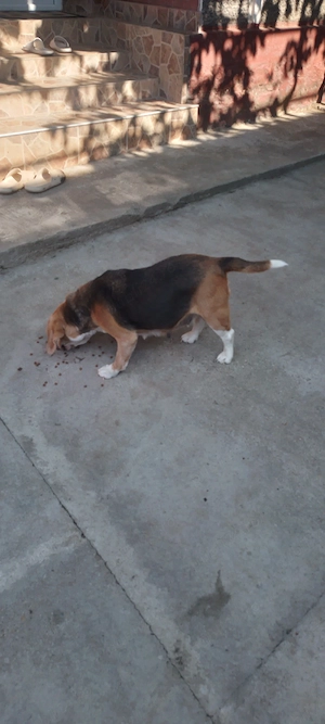 Dau spre adopție cățelușă de beagle - imagine 2