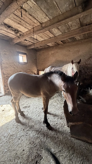 Vând mânză 5 lunii din părinți mari - imagine 4