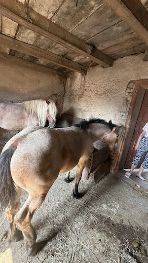 Vând mânză 5 lunii din părinți mari - imagine 3