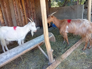 Capre tinere si porc de vînzare 