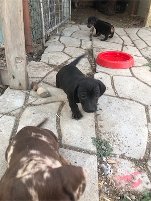 Mascul negru din rasa teckel 