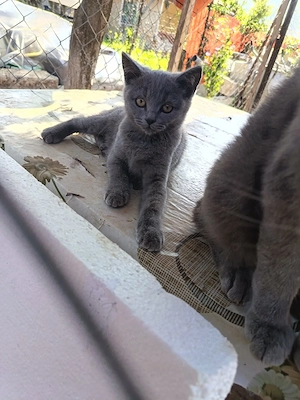 pisici british shorthair