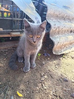 pisici british shorthair - imagine 4