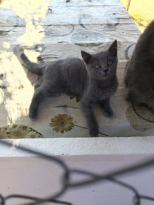 pisici british shorthair - imagine 2