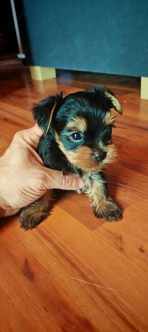 Yorkshire Terrier Toy - imagine 2