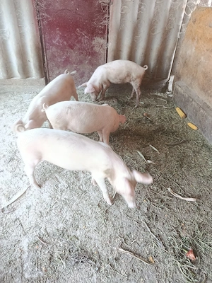 Vând 4 șoldani